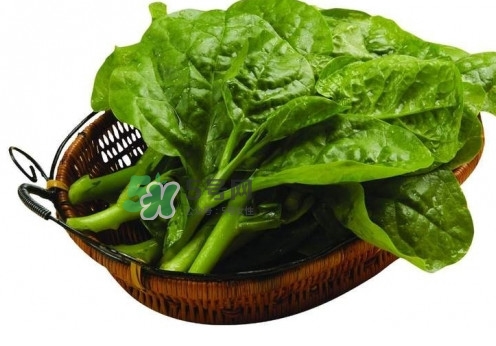 木耳菜是什么菜？木耳菜對(duì)人有哪些好處？