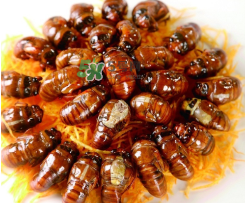 ?知了哪個部位可以吃？?知了哪個部位不能吃？