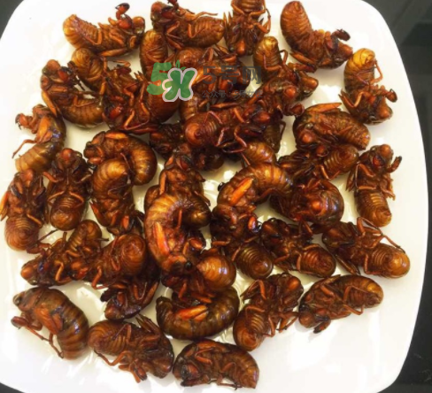 ?知了哪個部位可以吃？?知了哪個部位不能吃？