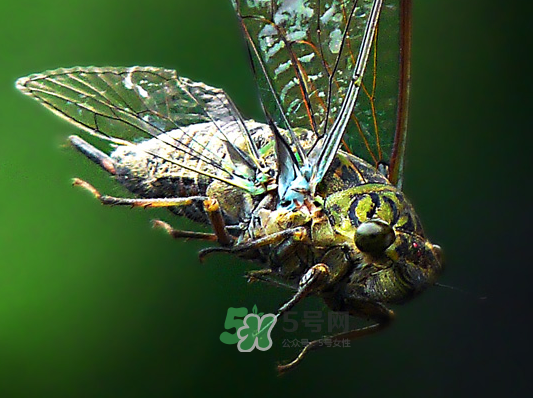 知了為什么夏天會叫？知了為什么一直叫？