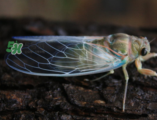 知了為什么夏天會叫？知了為什么一直叫？