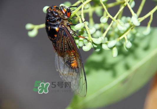 知了為什么夏天會叫？知了為什么一直叫？