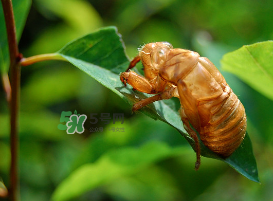 知了殼能能吃嗎？知了殼怎么吃？