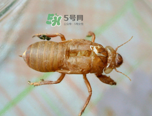 知了殼能能吃嗎？知了殼怎么吃？