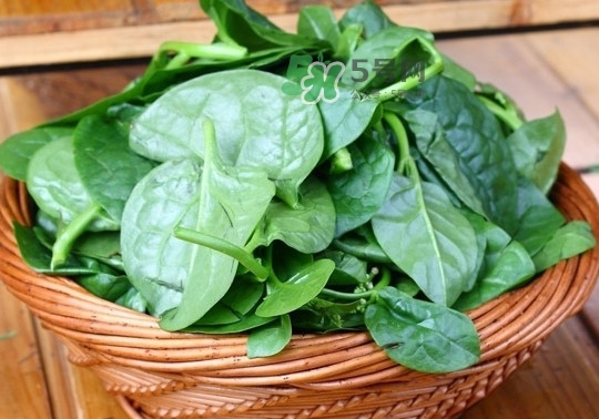 木耳菜是什么季節(jié)的菜？木耳和木耳菜有區(qū)別嗎