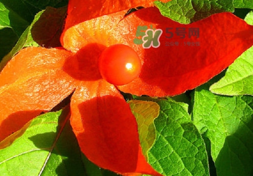 菇娘能多吃嗎？菇娘有什么營(yíng)養(yǎng)價(jià)值