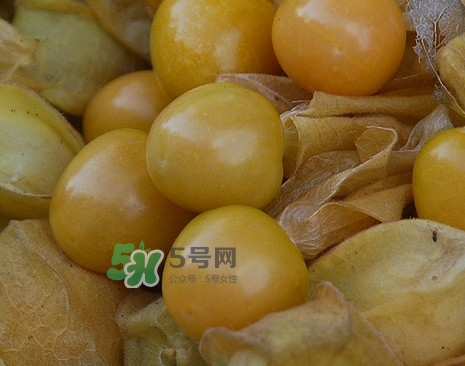 黃菇娘幾月種植？黃菇娘的種植注意事項