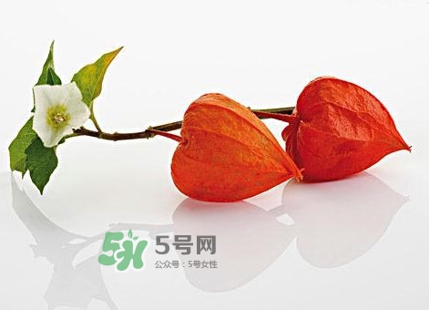 菇娘果皮有用還是果實(shí)有用？紅菇娘泡水喝用皮還是用果