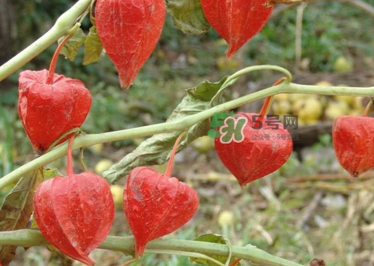 菇娘果皮有用還是果實(shí)有用？紅菇娘泡水喝用皮還是用果