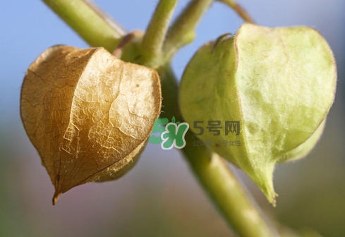 菇娘是寒性還是熱性？菇娘是哪里產(chǎn)的