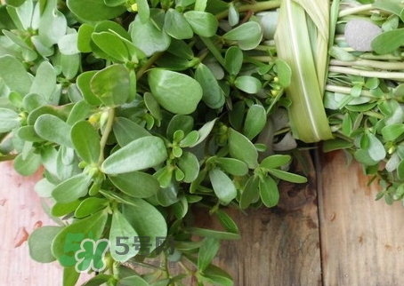 螞蟻菜怎么曬干_螞蟻菜曬干后怎么吃 螞蟻菜怎么曬干_螞蟻菜曬干后怎么吃