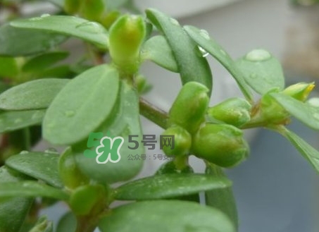 螞蟻菜怎么保存_螞蟻菜怎么保鮮 螞蟻菜怎么保存_螞蟻菜怎么保鮮