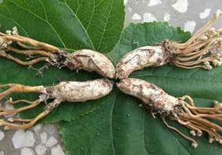 知了花多少錢一斤？野生知了花多少錢一斤2017？