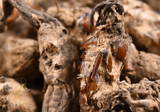 野生金蟬花多少錢一只？野生金蟬花價格