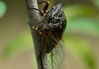 知了為什么夏天會(huì)叫？知了為什么一直叫？