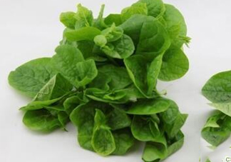 木耳菜可以生吃嗎？木耳菜可以涼拌嗎