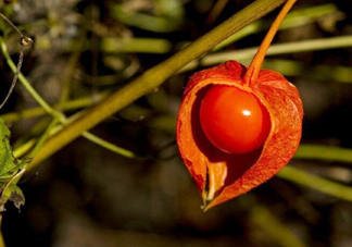 菇娘果皮有用還是果實有用？紅菇娘泡水喝用皮還是用果