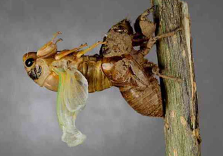 金蟬為什么要脫殼？金蟬什么時候脫殼？