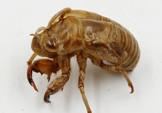 知了殼能泡水喝嗎？知了殼煮水治什么？