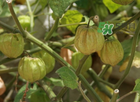 菇娘能多吃嗎？菇娘有什么營(yíng)養(yǎng)價(jià)值