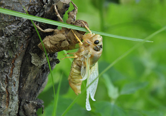 金蟬什么時候最多？金蟬什么時候沒有？