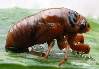 金蟬養(yǎng)殖需投資多少錢？養(yǎng)殖金蟬一畝收多少錢？