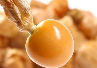 黃菇娘幾月種植？黃菇娘的種植注意事項(xiàng)