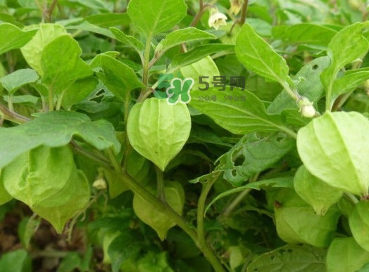 菇娘能多吃嗎？菇娘有什么營(yíng)養(yǎng)價(jià)值