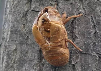 知了殼有什么藥用價值？知了殼的功效與作用