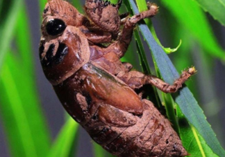 金蟬晚上幾點出來？金蟬為什么晚上出來？