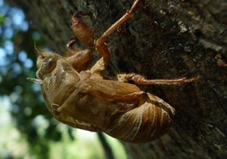 金蟬為什么這么貴？野生金蟬和養(yǎng)殖金蟬的區(qū)別