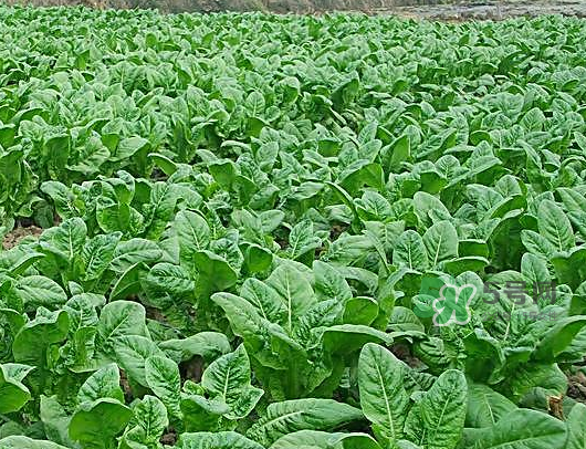 九月份可以種什么蔬菜？九月份適合種植什么蔬菜？