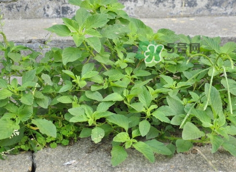 野莧菜有毒嗎？野莧菜怎么吃