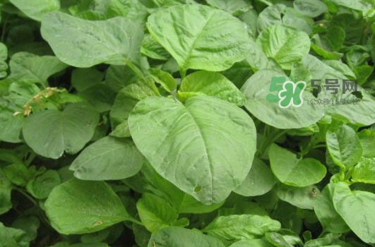 野莧菜怎么做好吃？野莧菜怎么保存