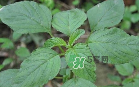 野莧菜有刺嗎？野莧菜和刺莧菜一樣嗎