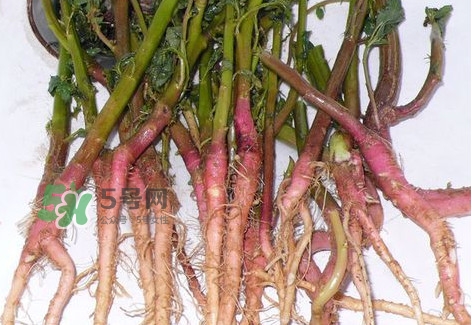 莧菜留根能長么？莧菜根為什么腌制前要水泡一整天