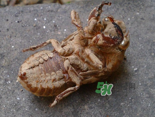 知了殼可以泡酒嗎？知了殼泡酒有什么功效？