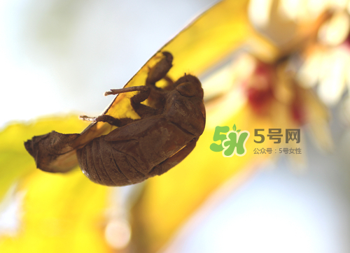 知了殼可以泡酒嗎？知了殼泡酒有什么功效？