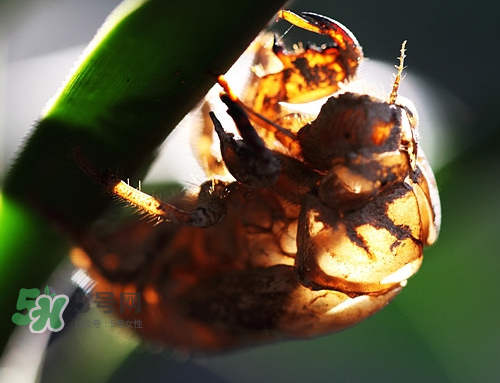 知了殼能治過敏性鼻炎嗎？知了殼可以治過敏性鼻炎嗎？