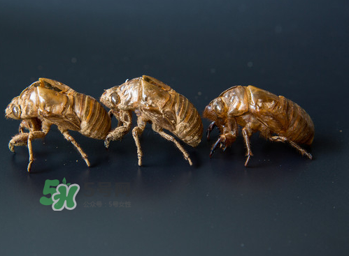 知了殼能治過敏性鼻炎嗎？知了殼可以治過敏性鼻炎嗎？