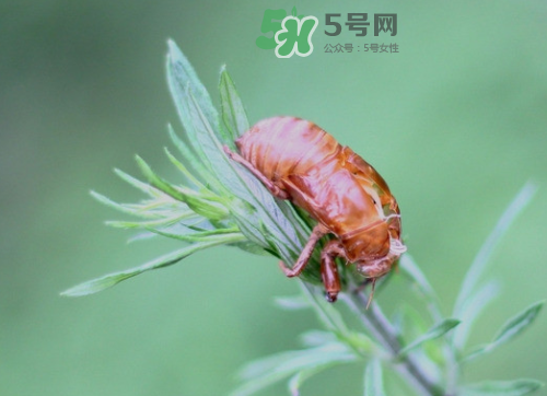 知了殼能治過敏性鼻炎嗎？知了殼可以治過敏性鼻炎嗎？