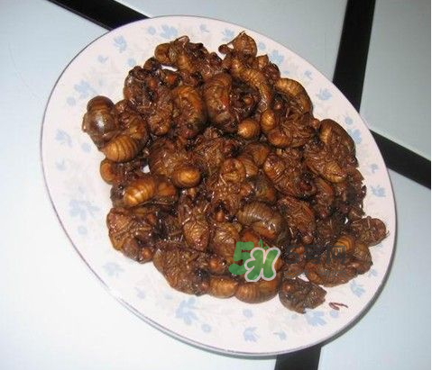 吃金蟬過敏怎么辦？吃金蟬為什么會過敏？