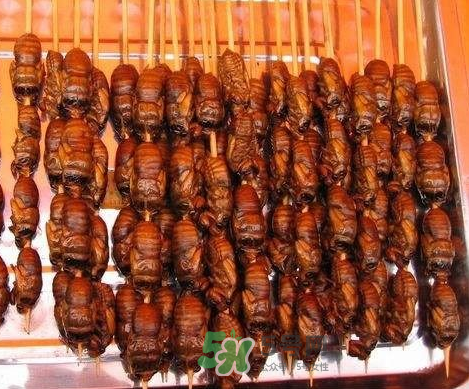 吃金蟬過敏怎么辦？吃金蟬為什么會過敏？