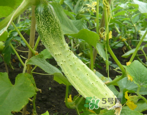 立秋可以種什么菜？立秋后可以種什么菜？