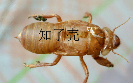 蟬殼多少錢一斤？蟬殼多少錢一斤2017？