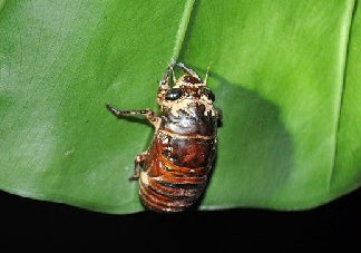 知了殼能治過敏性鼻炎嗎？知了殼可以治過敏性鼻炎嗎？