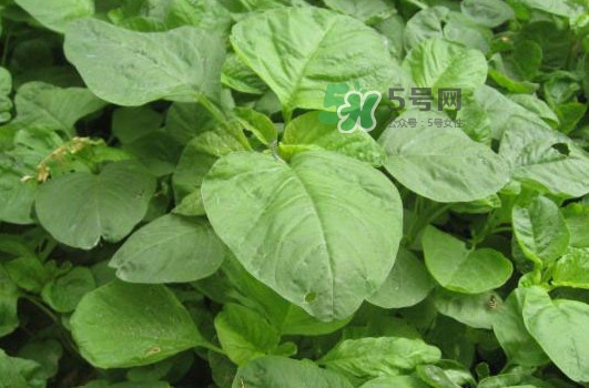 野莧菜什么人不能吃？野莧菜不能和什么一起吃