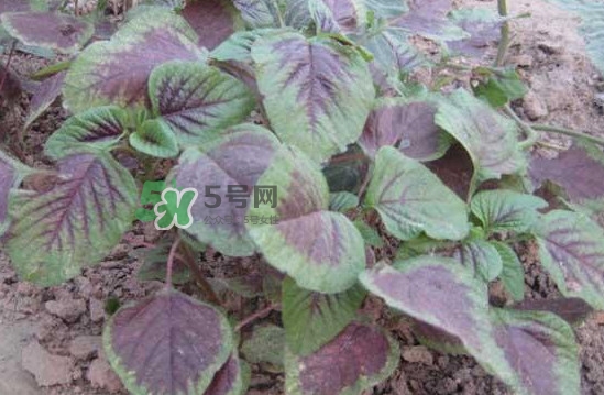 野莧菜有毒嗎？野莧菜怎么吃