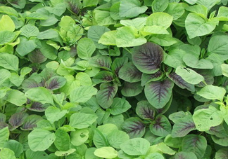 野莧菜有毒嗎？野莧菜怎么吃