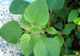 野莧菜什么人不能吃？野莧菜不能和什么一起吃